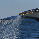 Humpback Whale Megaptera novaeangliae