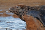 Atlantic Grey Seal
