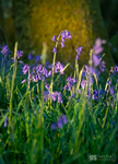 Spring Bluebells