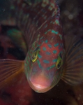 Symphodus melops