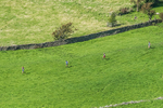 Loweswater Show-238