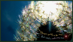 make a wish...