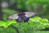 Mormon Butterfly