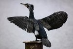 Cormorant 14