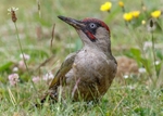 Green Woodpecker portfolio