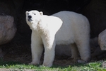 Polar BearGeorge Cox
