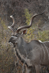 Beautiful Kudu
