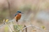 Kingfisher Alcedo Atthis064