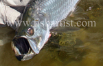 Tarpon Head.