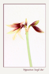 Hippeastrum 'Jungle Star'
