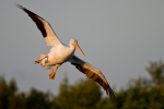 White Pelican