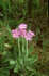 Bird's-eye Primrose