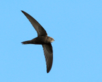 Swift portfolio