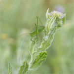 1st Paul Richards Bush Cricket