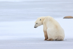 Polar Bear sitting on frozen lake, Churchill, Canada