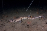 Scyliorhinus canicula
