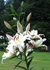 White Lily