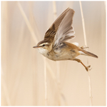 Sedge Warbler Take-Off 