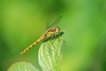 Common Darter