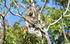 Brown throated three-tord Sloth
