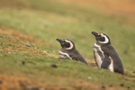 Magellanic Penguins outside burrow, Saunders Island, Falklands