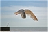 Leggy in Flight