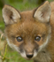 RED FOX CUB/ REF RFC 2