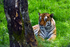 Amur Tiger - DSC_9735_00082