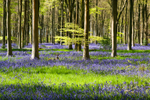 West Woods Bluebells 03