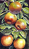 Apples