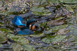 Kingfisher fishing at Lough Keepers Cottage, Belfast, N.Ireland.