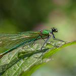 A Beauty in Jeopardy