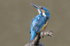Male Kingfisher