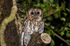 Tawny Owl