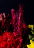 Floral2-4