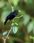 Scarlet-rumped Cacique portfolio