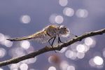 Dragonflies portfolio
