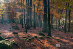 Autumn shades near Dolgellau