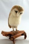Large Barn Owl