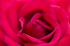 Flower -  0118