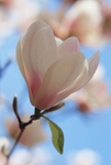 Magnolia Soulangeana-8