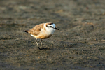White-fronted Plover