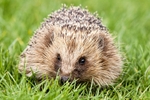 Hedgehog