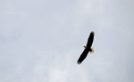 Circling In