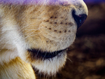 Hertfordshire Zoo 13Sep24-67