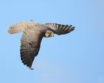 Saker Falcon