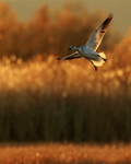 Juvenile Snow Goose, dawn landing, Bosque del Apache, New Mexico