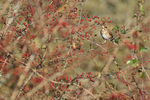 Redwing and red berries, Farmoor Reservoir, Oxfordshire