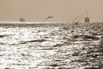 Seagulls and Ships, DSC_7832 - Version 2