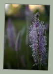Plantago media